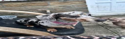 Dachshund dogs for sale: Beautiful dachshund female - Advert 5