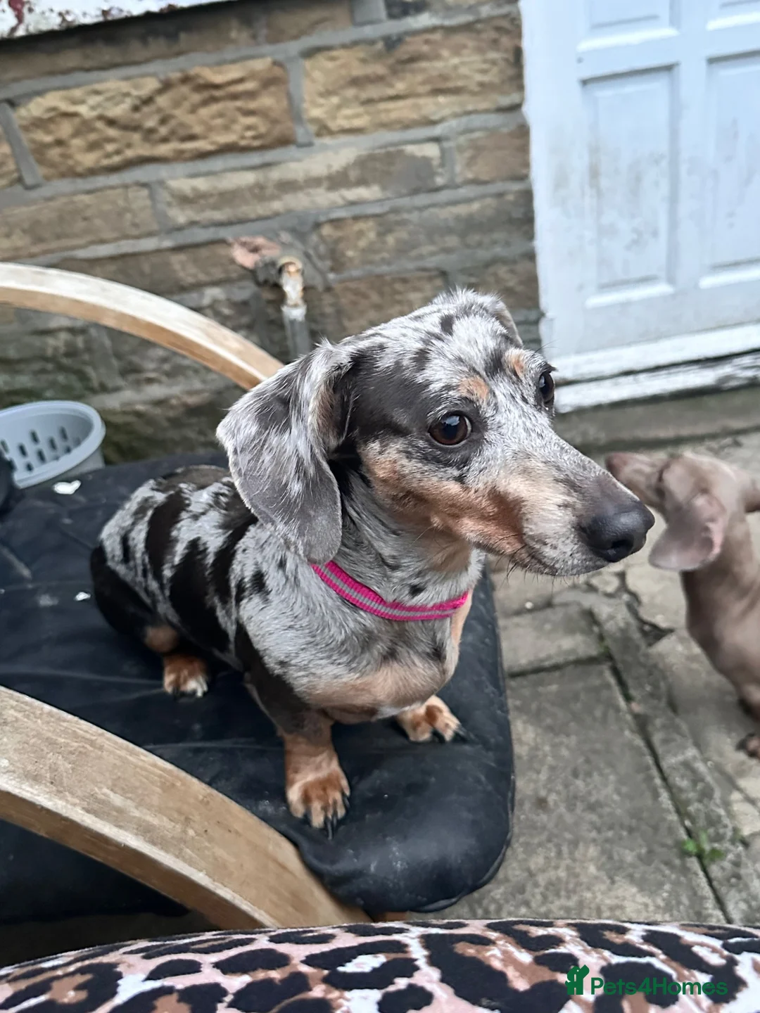 Dachshund dogs for sale: Beautiful dachshund female - Advert 5