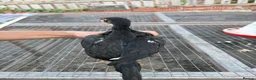 Mixed Breed poultry for sale: BrazillianXGerman O shamo - Advert 23