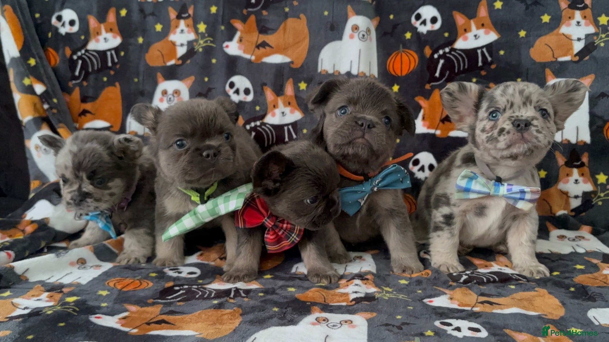 French Bulldog dogs Super fluffy frenchies - Advert 1