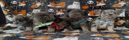 French Bulldog dogs for sale: 1 boy left blue and tan frenchie ready to leave - Advert 18