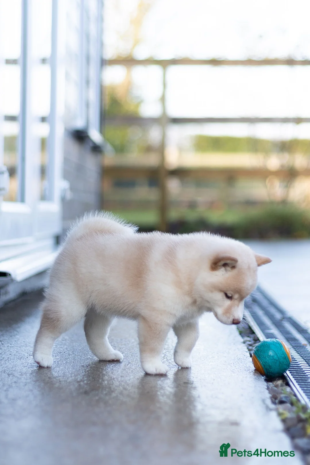 Japanese Shiba Inu dogs for sale: ❤️ Fall in Love with a Shiba Girl — Reduced Price - Advert 8