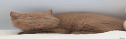 British Shorthair cats for sale: PEDIGREE BRITISH SHORTHAIR KITTENS - Advert 3