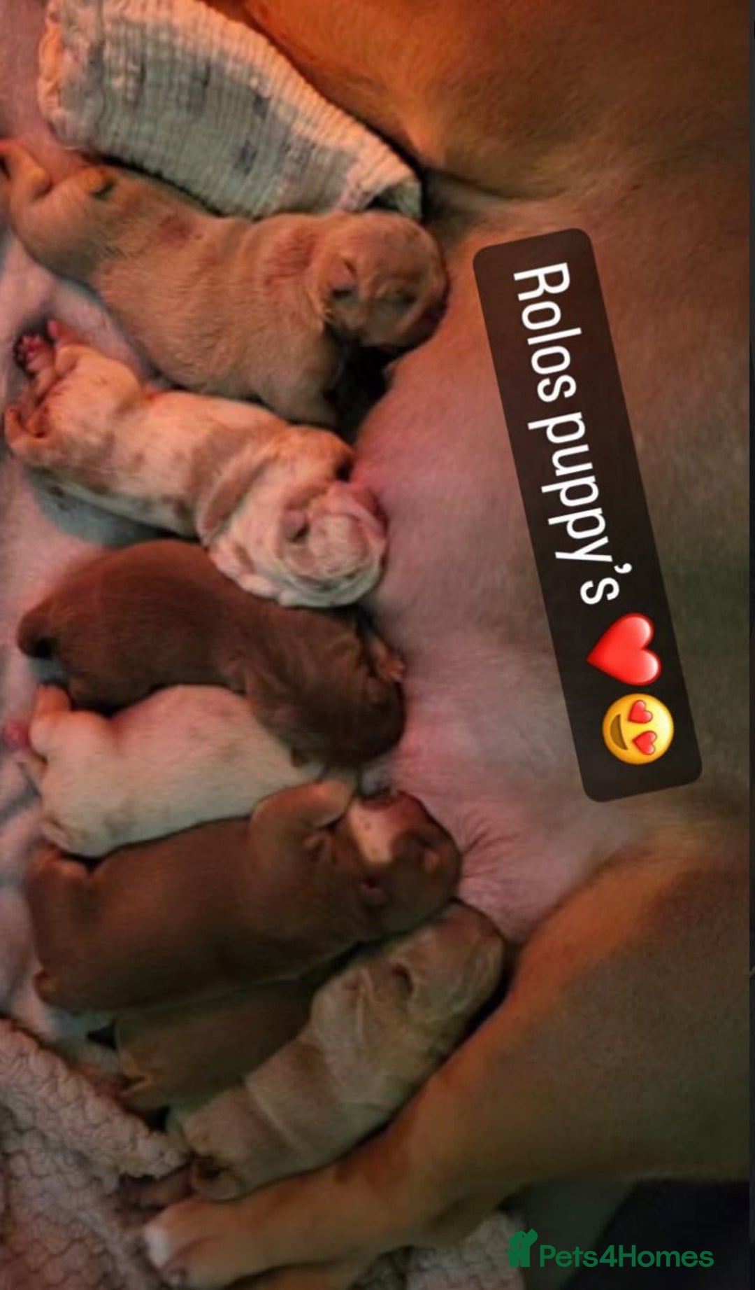 English Bulldog dogs for stud: Chocolate Merle stud English bulldog - Advert 9