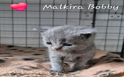 British Shorthair cats for sale: Stunning Champion Bloodline TICA reg kittens - Image 11