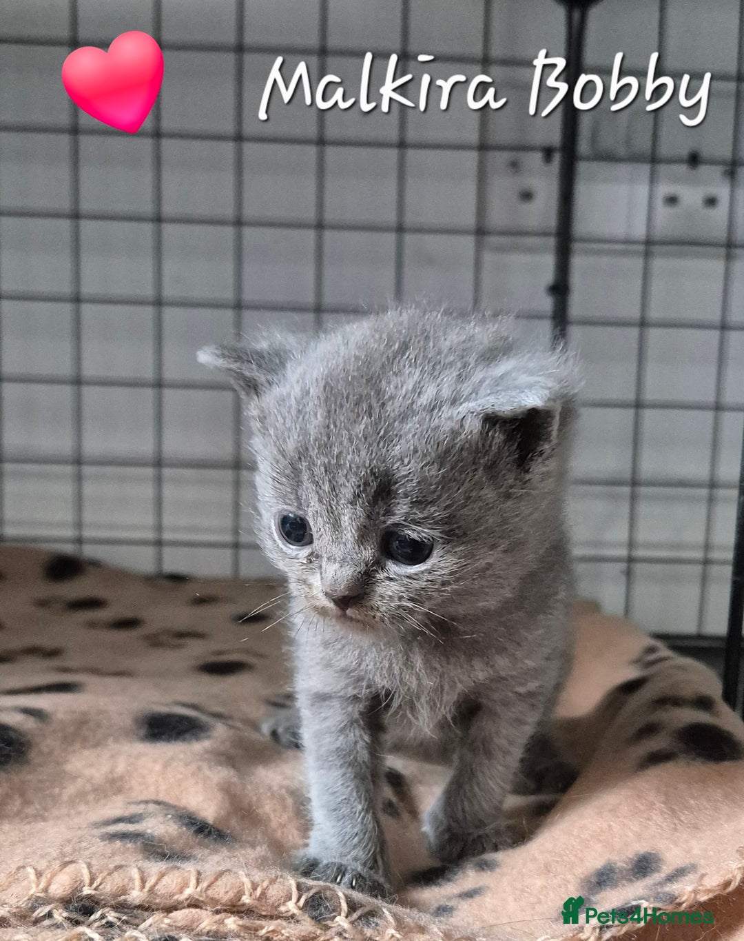 British Shorthair cats for sale: Stunning Champion Bloodline TICA reg kittens - Image 11