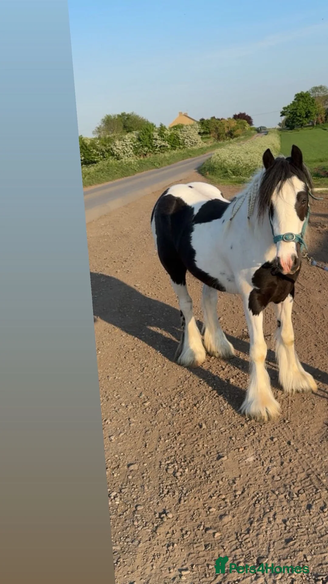 Irish Cob horses for sale: 🐴For Sale - Ghost🐴 - Advert 2