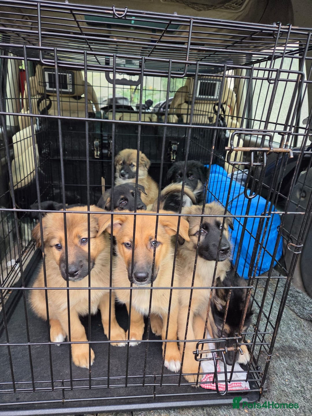 Mixed Breed dogs for sale: Female - Advert 1