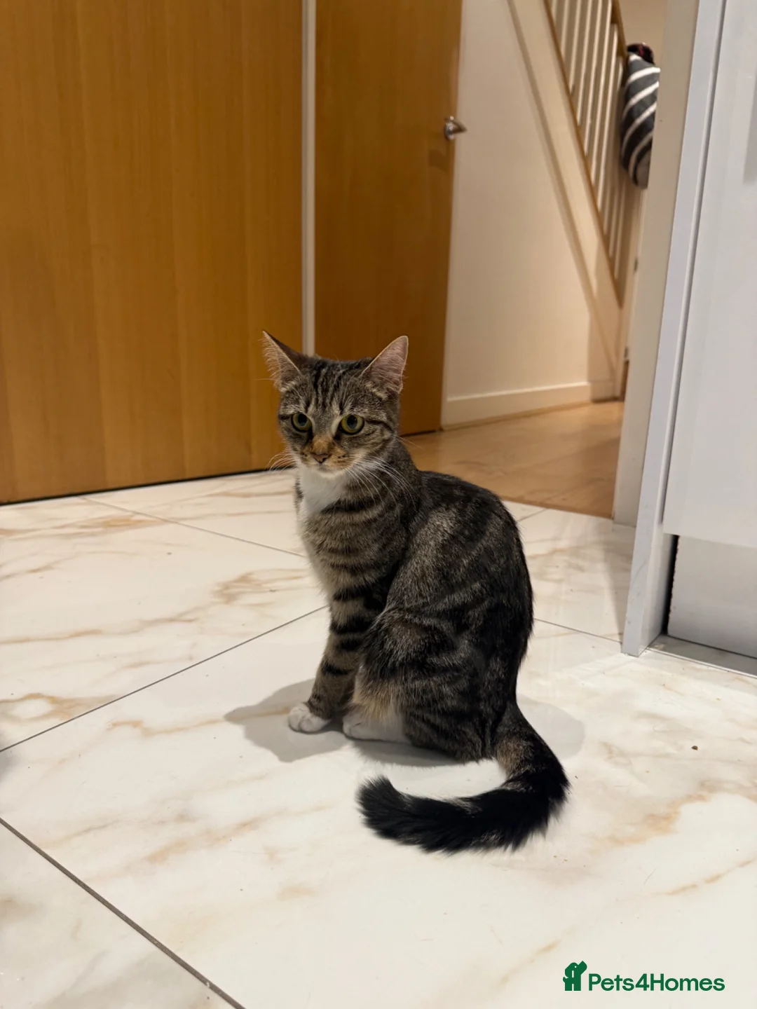 Mixed Breed cats for sale: Tabby cat in London - Advert 1