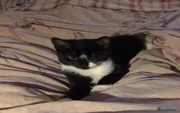 Domestic Shorthair cats for sale: Heart breaking decision  - Image 15