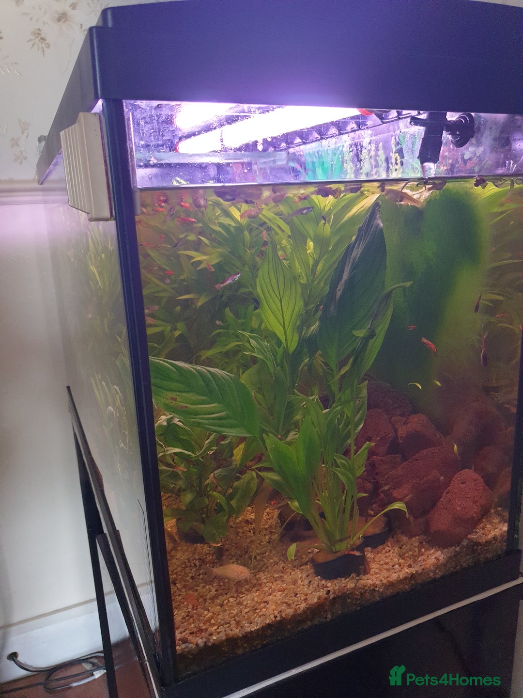 Live Bearers fish for sale: Fishtank and fish - Image 3