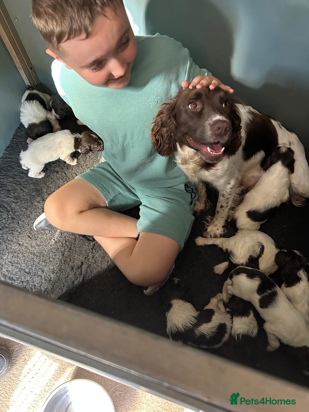 English Springer Spaniel dogs for sale: Liver & White working springer spaniel pups - Image 8
