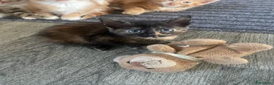 Mixed Breed 3