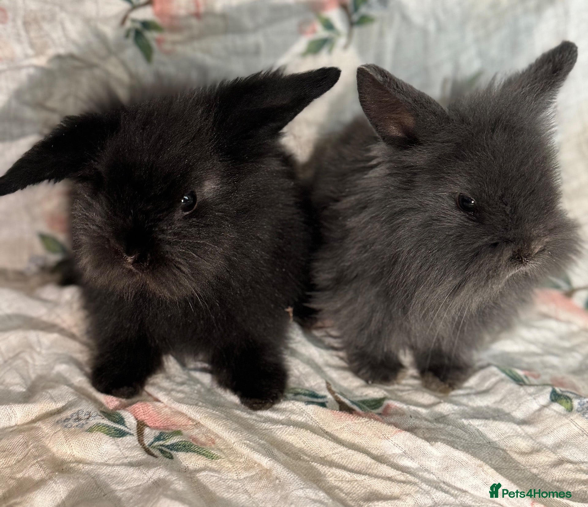 Mini Lion Lop rabbits looking for forever home!  - Advert 2