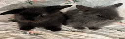 Mini Lion Lop rabbits for sale: looking for forever home!  - Advert 1