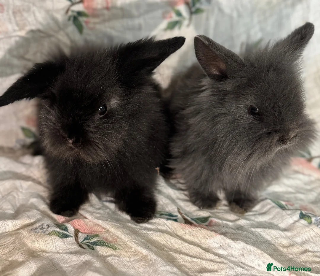 Mini Lion Lop rabbits for sale: looking for forever home!  - Advert 1