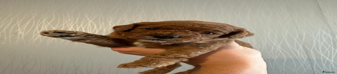 Cavapoo Puppy 1