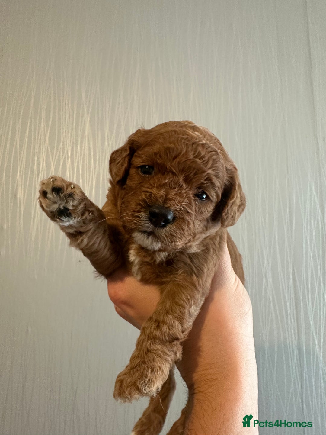 Cavapoo dogs for sale: RED toy cavapoo puppiees  - Image 8