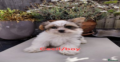 Biewer Terrier dogs - Advert 15