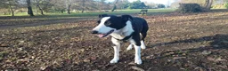 Border Collie dogs for stud: Guinness - Border Collie - Advert 2
