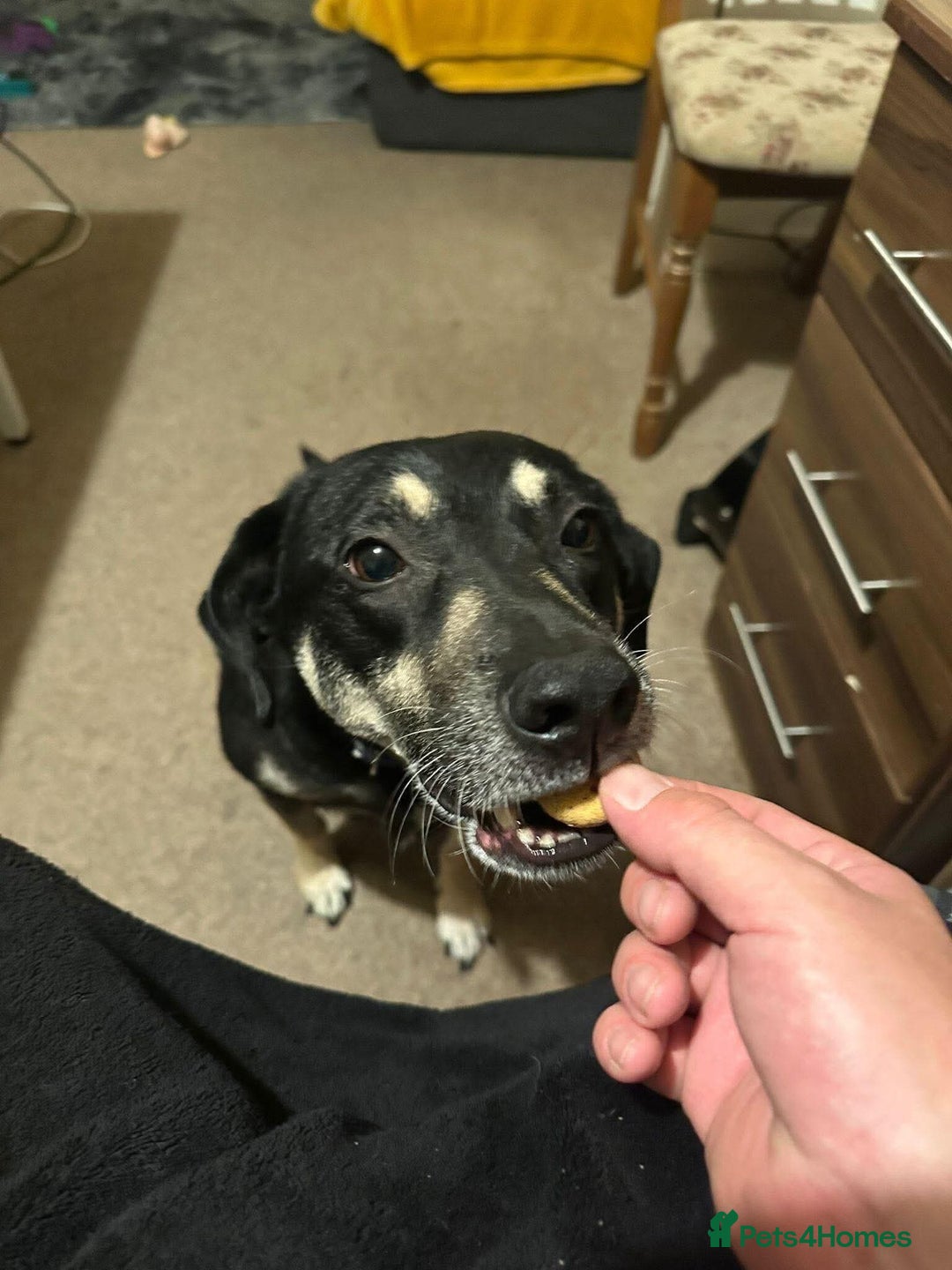 Mixed Breed dogs for adoption: Meet Marvel, currently residing in Crewe - Advert 6