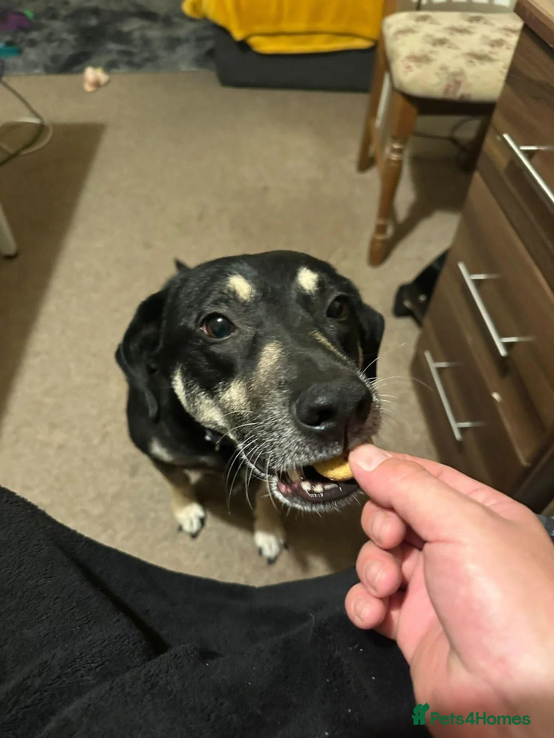 Mixed Breed dogs for adoption: Meet Marvel, currently residing in Crewe - Advert 6