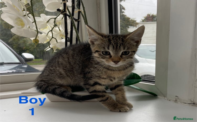 Mixed Breed cats - Advert 1