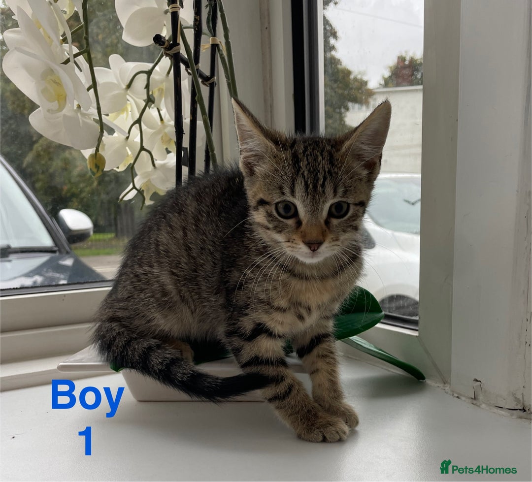 Mixed Breed cats for sale: Kittens looking for a forever family  - Image 1