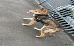 Huskita dogs for sale: Huskita 1year old  - Image 2