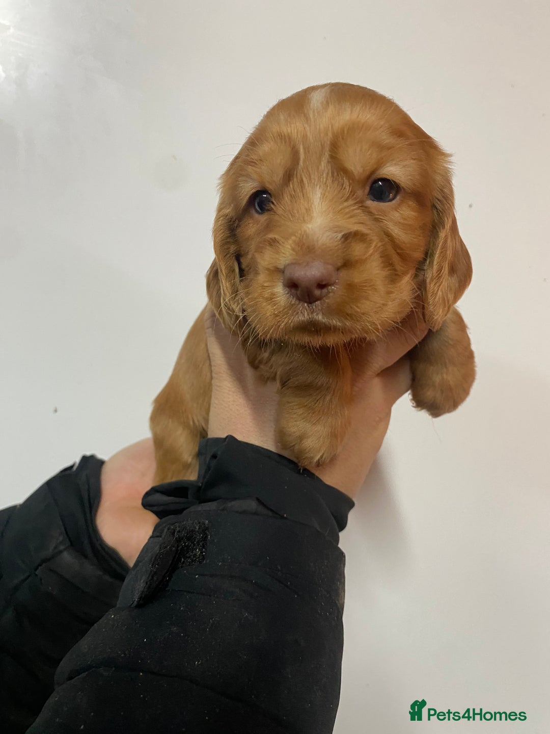 Cocker Spaniel dogs for sale: Beautifully coloured cocker spaniel puppys forsale - Advert 8