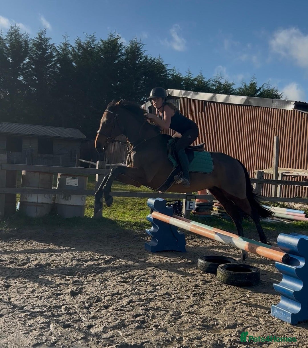 English Thoroughbred horses for sale: Super safe alrounder gelding  - Advert 22