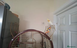 Cockatiels birds for sale: FEMAIL COCKATIEL  - Image 2