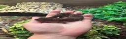 Gecko reptiles for sale: 3 fat tailed geckos all female not including tank in High Wycombe - Advert 8