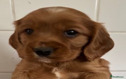 Cockalier dogs for sale: Cockalier puppies from KC parents - DNA CLEAR - Image 1