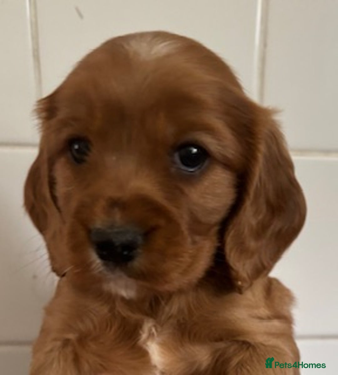 Cockalier dogs for sale: Cockalier puppies from KC parents - DNA CLEAR - Image 1