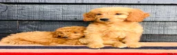 Mini Goldendoodle dogs for sale: 🧡❤️ GORGEOUS MINI GOLDENDOODLE PUPPIES ❤️🧡 - Advert 10