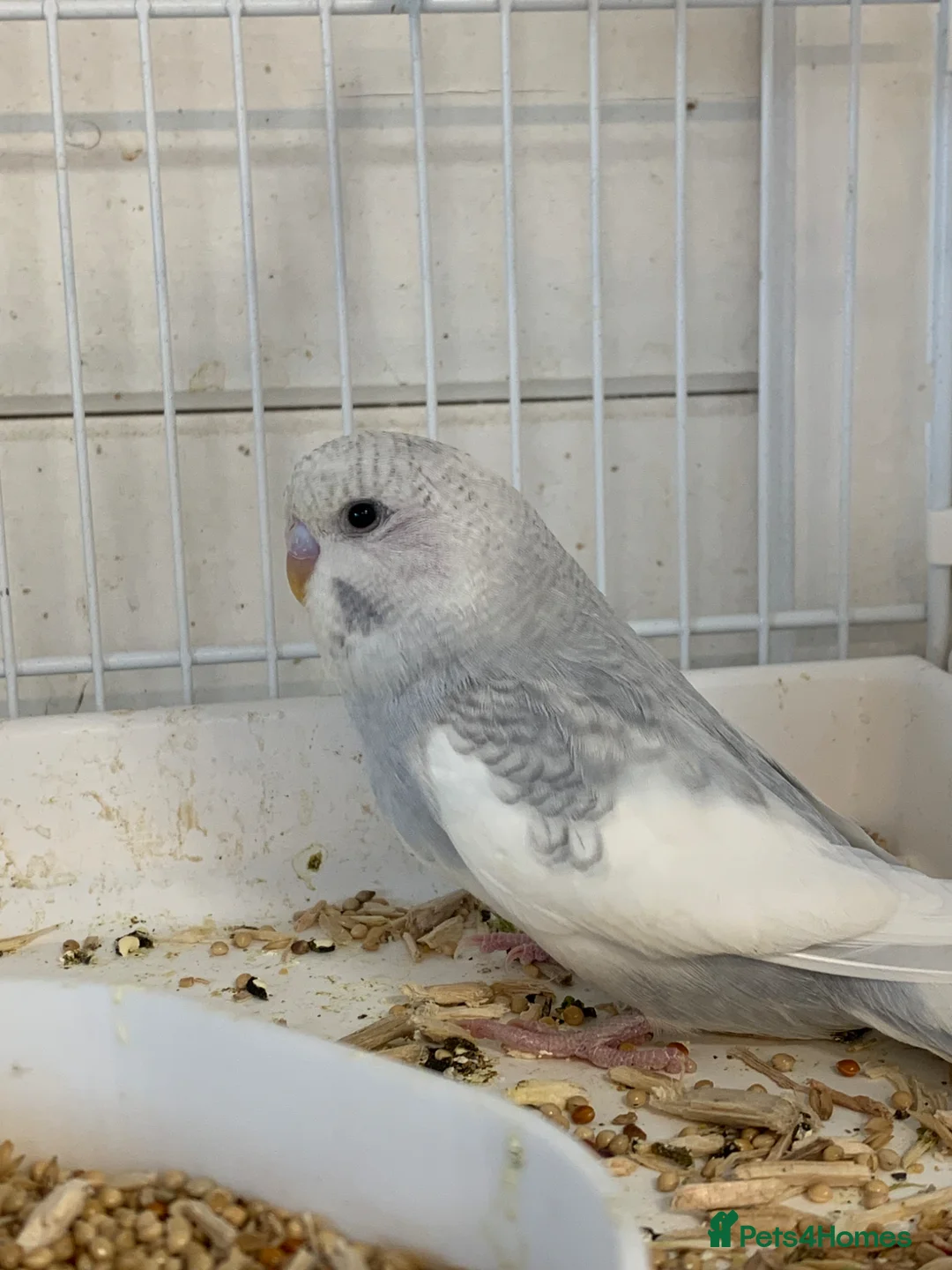 Budgerigars birds for sale: Young budgie - Advert 3