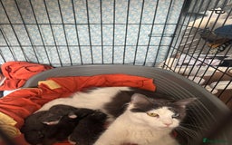 Maine Coon cats for sale: Gorgeous maine coon kittens  - Image 25