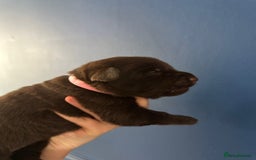 Mixed Breed dogs for sale: Chocolate Shepradors - Image 8