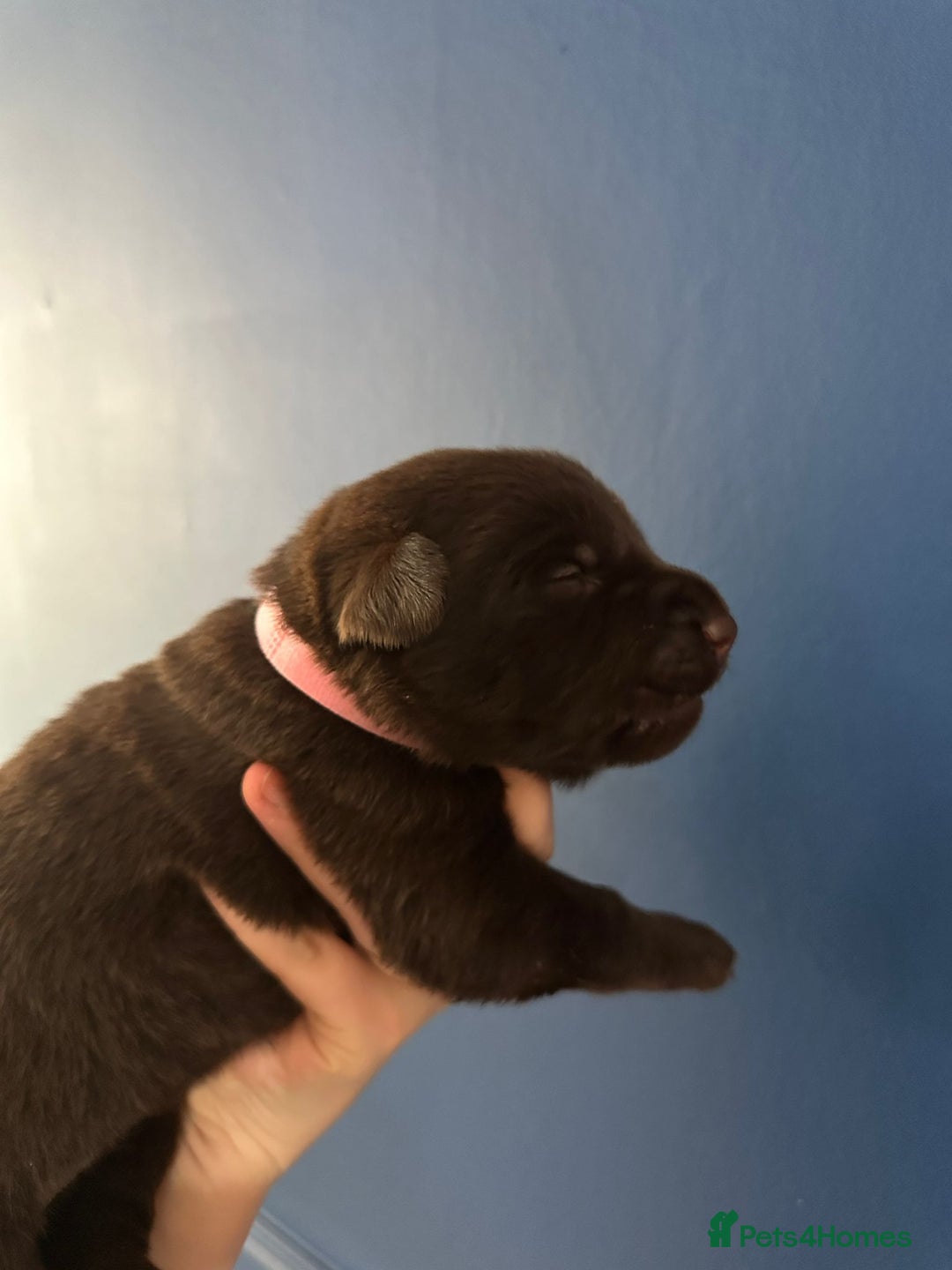 Mixed Breed dogs for sale: Chocolate Shepradors - Image 8