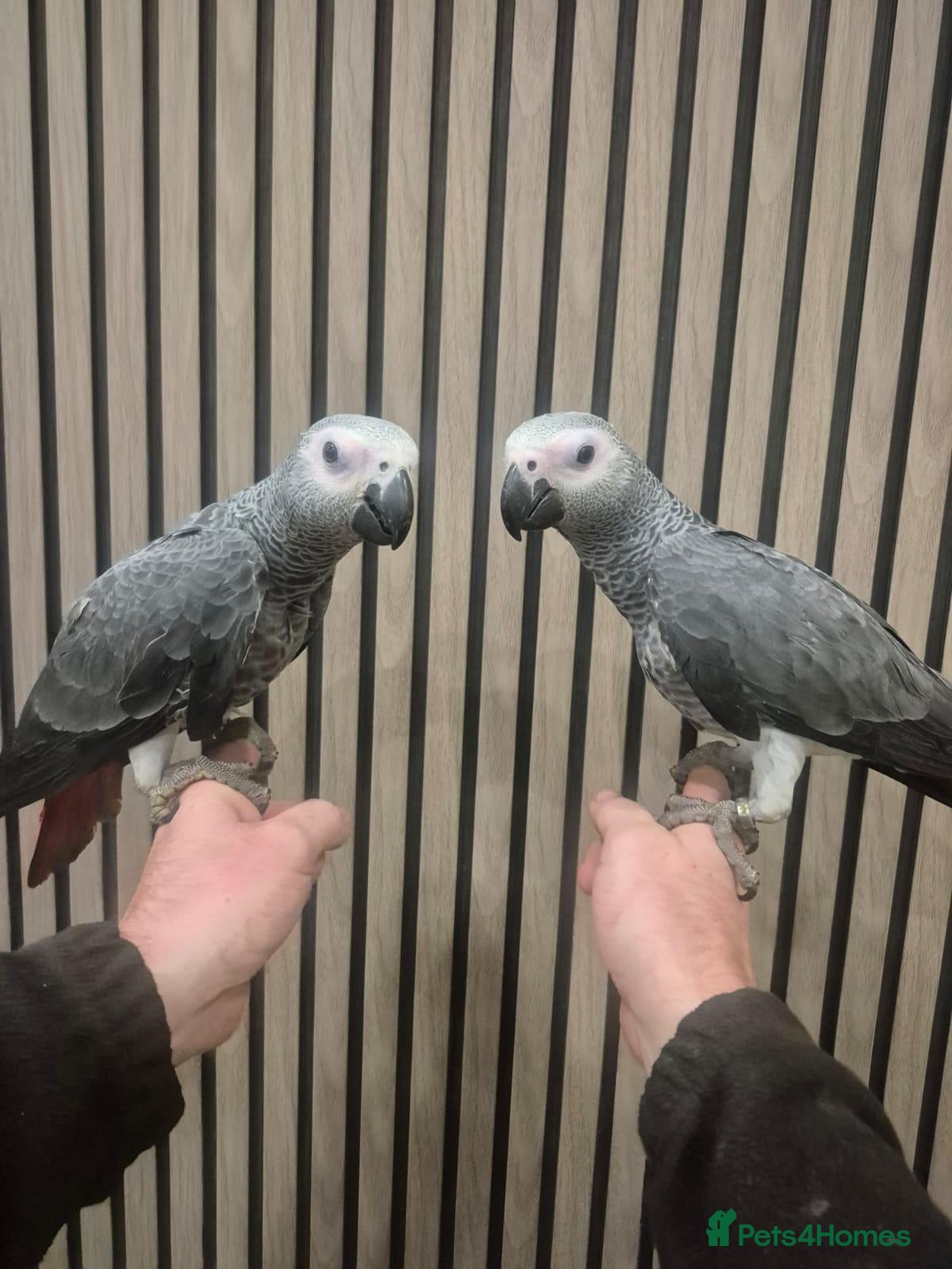 Parrots birds for sale: African grey - Advert 1