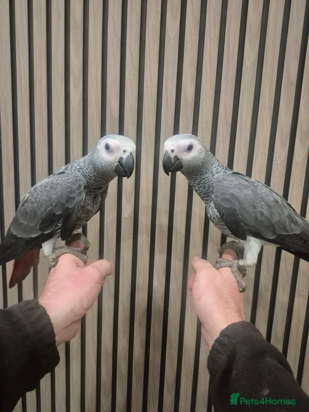 Parrots birds for sale: African grey - Advert 1