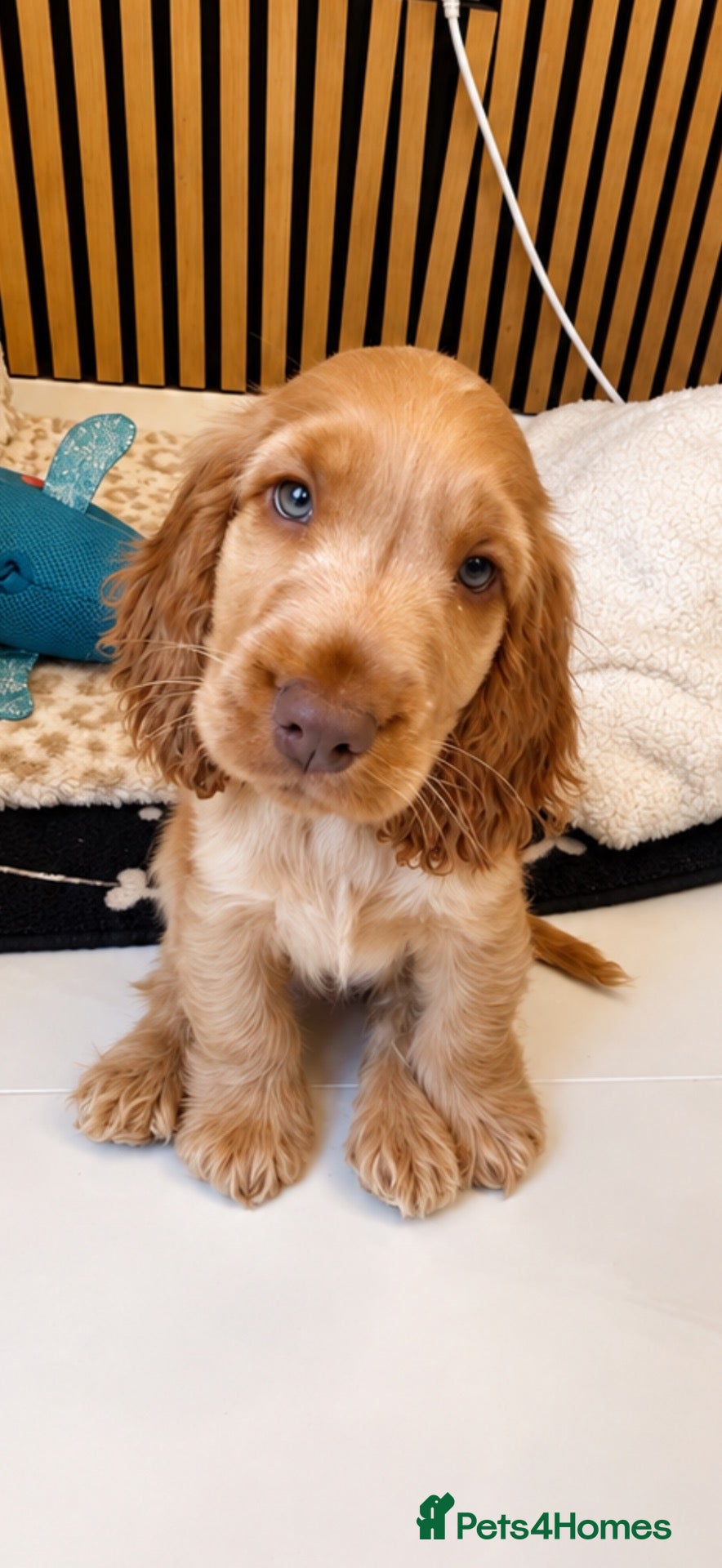 Cocker Spaniel dogs GOLDEN GIRL 🐶RIZI BIZI pedigree show spaniels🐶 - Advert 1