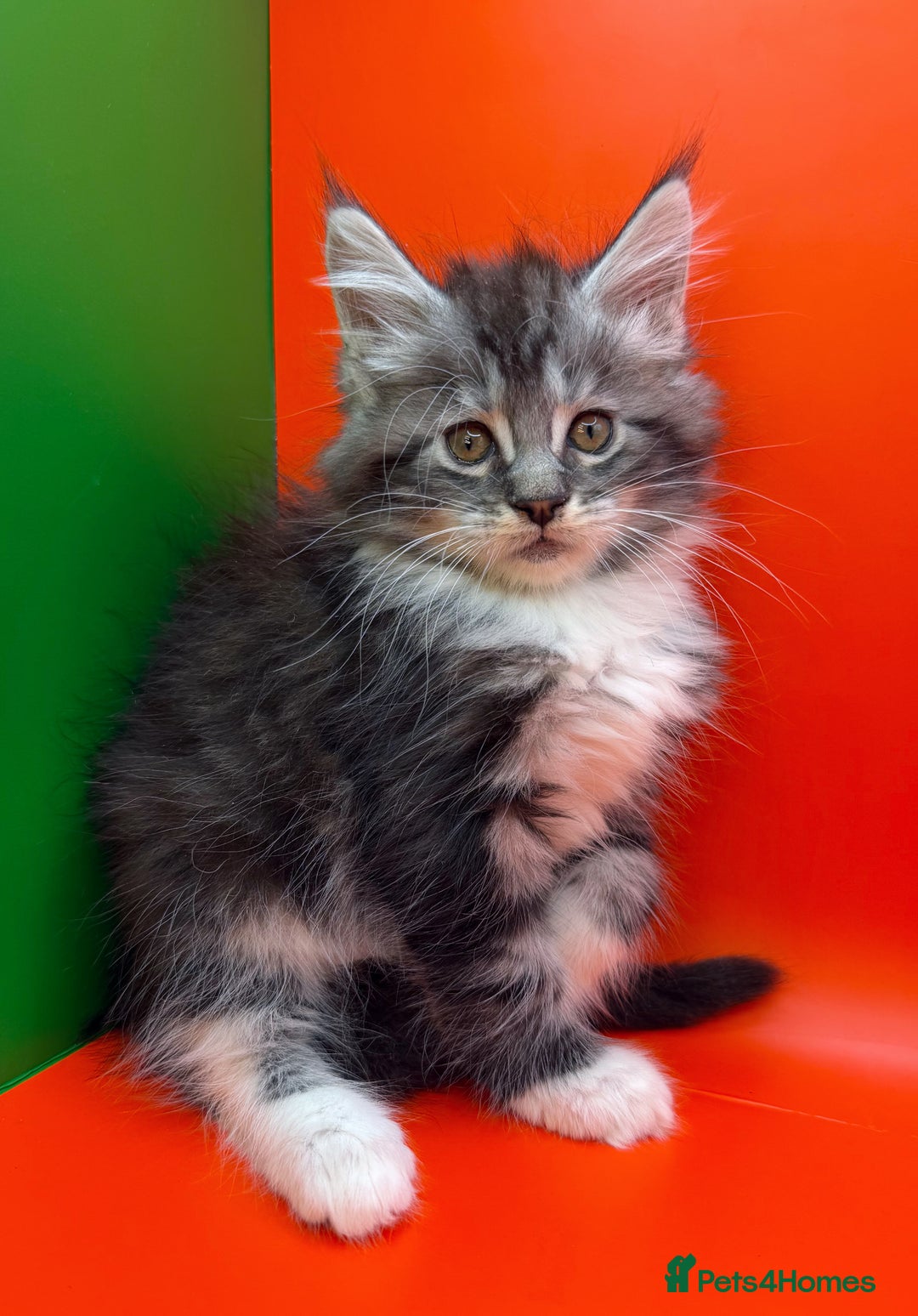 Maine Coon cats for sale: Maine Coons with Tests, Papers, Vet Checks & Vacc. - Advert 18