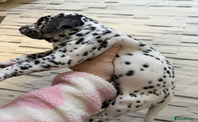 Dalmatian dogs - Advert 2