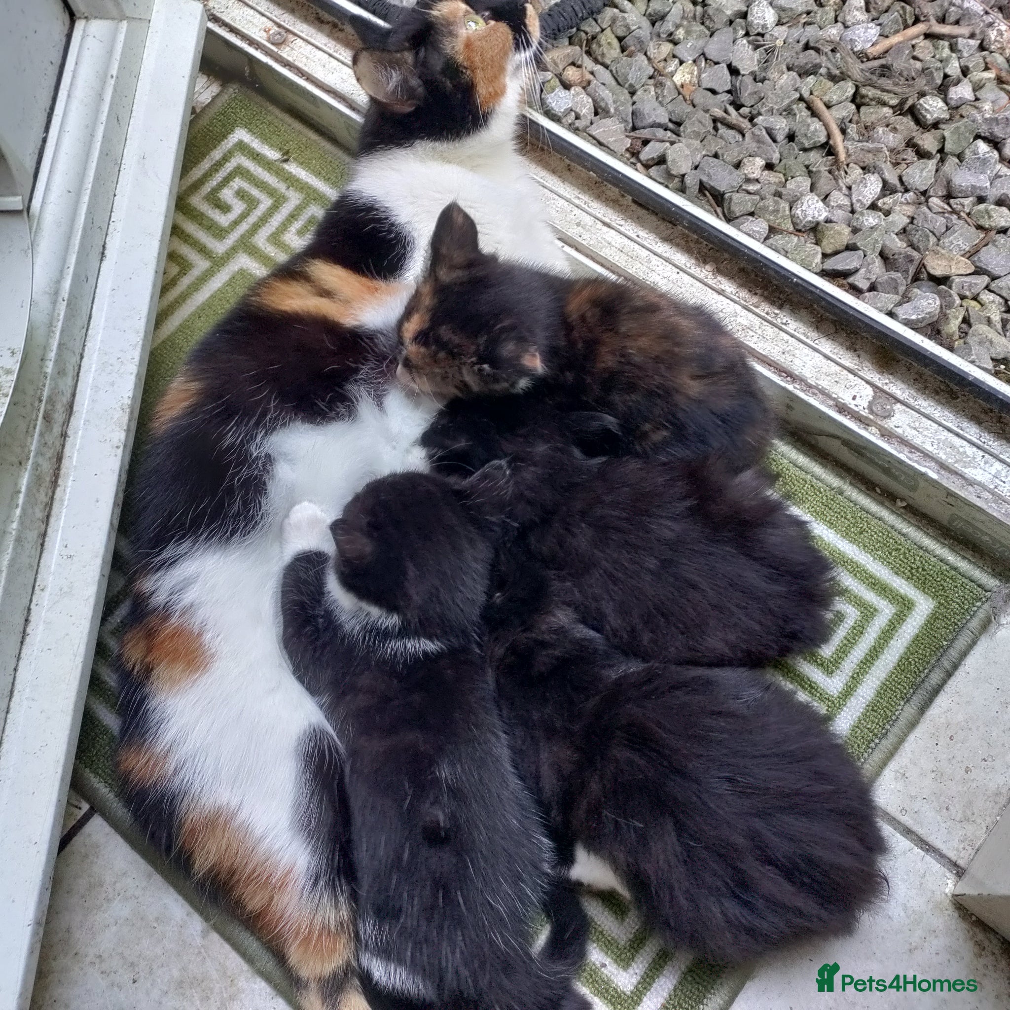 Mixed Breed cats 3 lovely kittens for sale - Advert 10