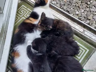 Mixed Breed cats 2 lovely kittens for sale - Advert 11