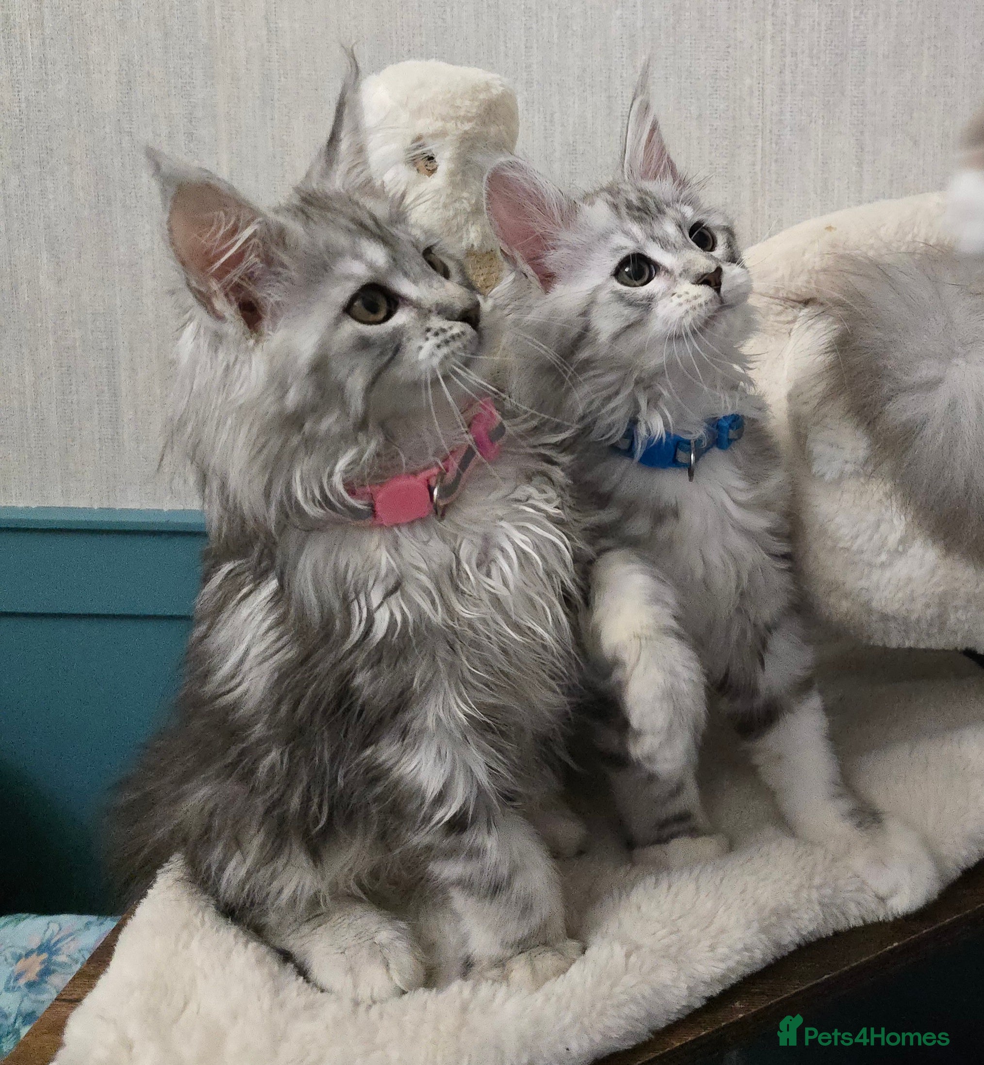 Maine Coon cats Stunning Silver Tica Pedigree Maine Coon Kittens - Advert 18