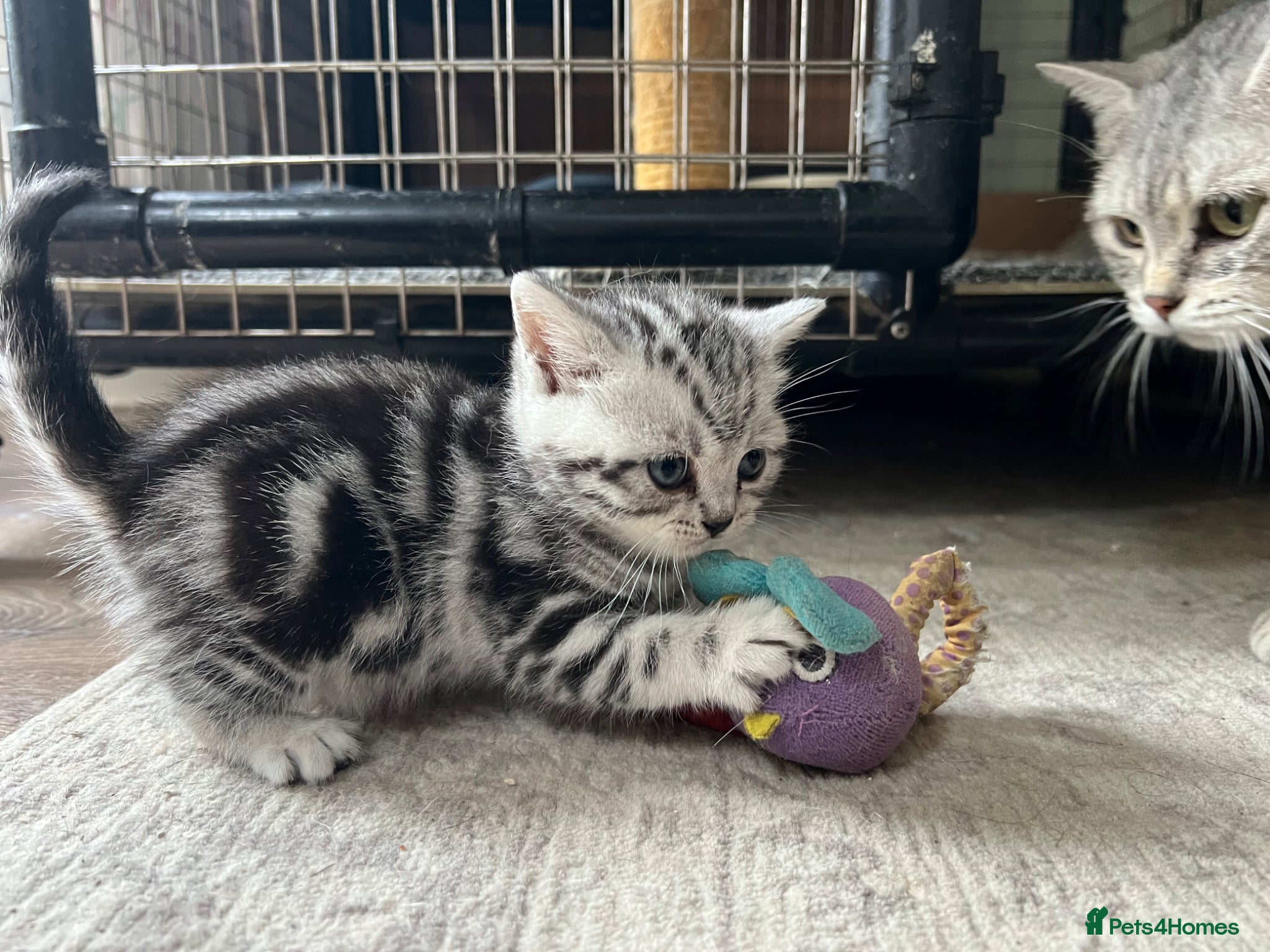 British Shorthair cats GCCF reg BSH BLACK SILVER TABBY KITTENS - Advert 2