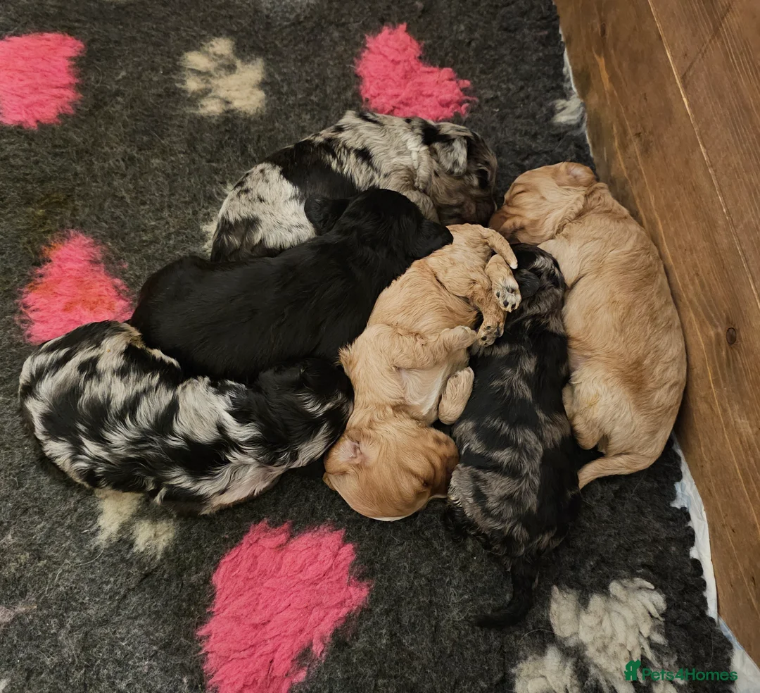 Cavapoo dogs for sale: Extensively health tested F1 Cavapoo puppies 🐶  - Advert 3